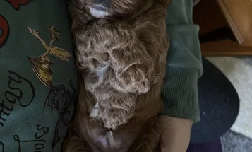 Cavapoo