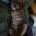 Cavapoo