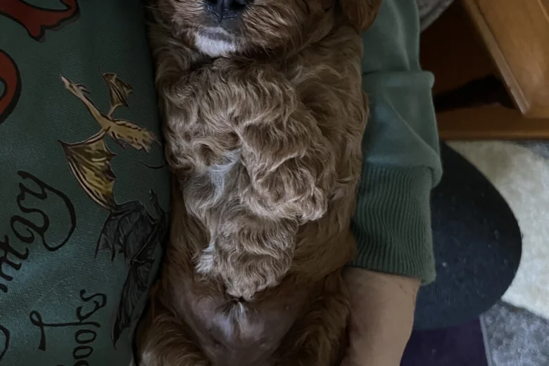 Cavapoo
