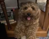 Cavapoo
