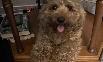 Cavapoo