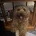 Cavapoo