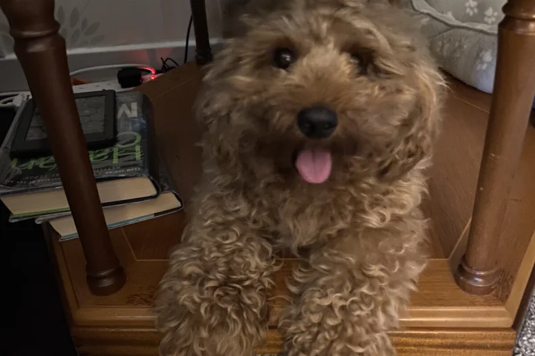 Cavapoo
