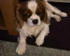Cavapoo