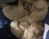 Cavapoo