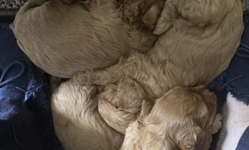 Cavapoo