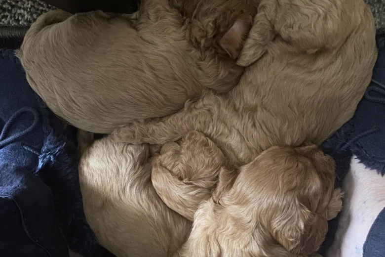 Cavapoo