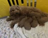 Cavapoo