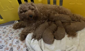 Cavapoo