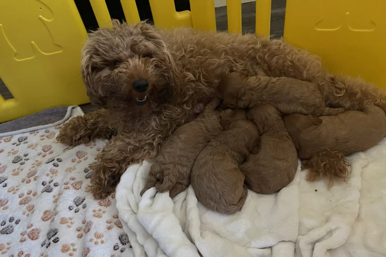 Cavapoo