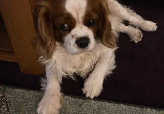 Stud