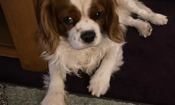 Cavapoo
