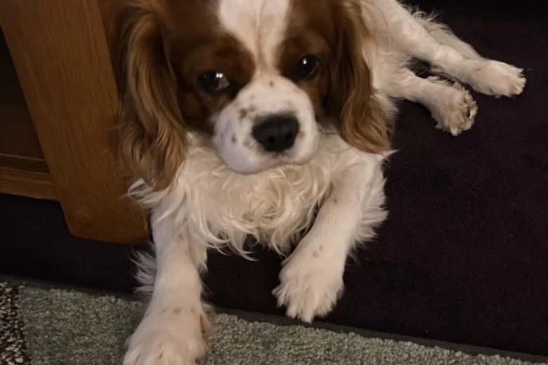 Cavapoo