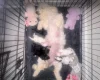 Cavapoo