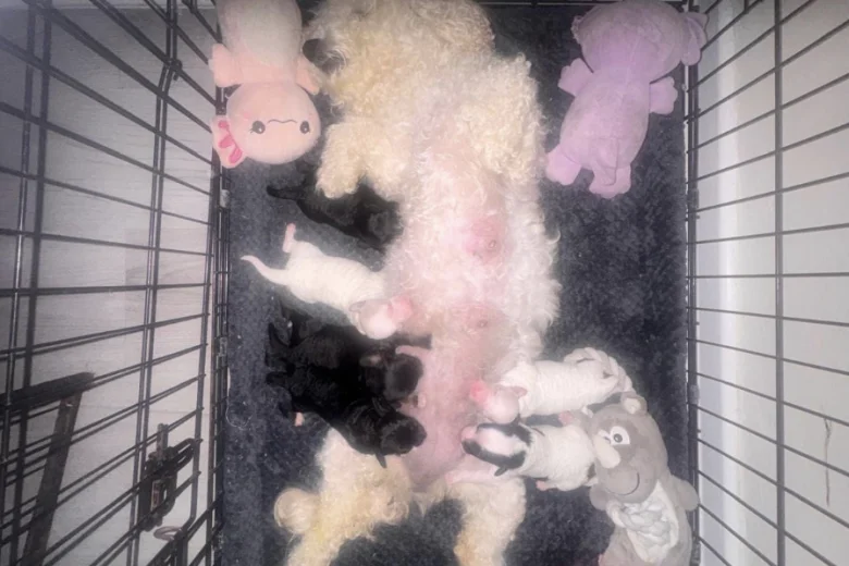 Cavapoo
