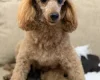 Cavapoo
