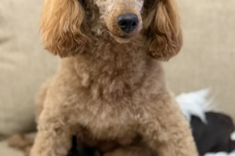 Cavapoo