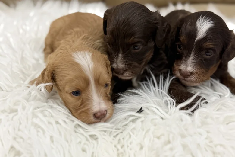 Cavapoo