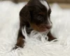 Cavapoo