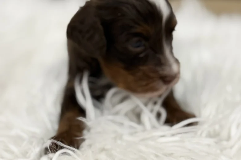 Cavapoo