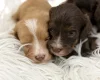 Cavapoo