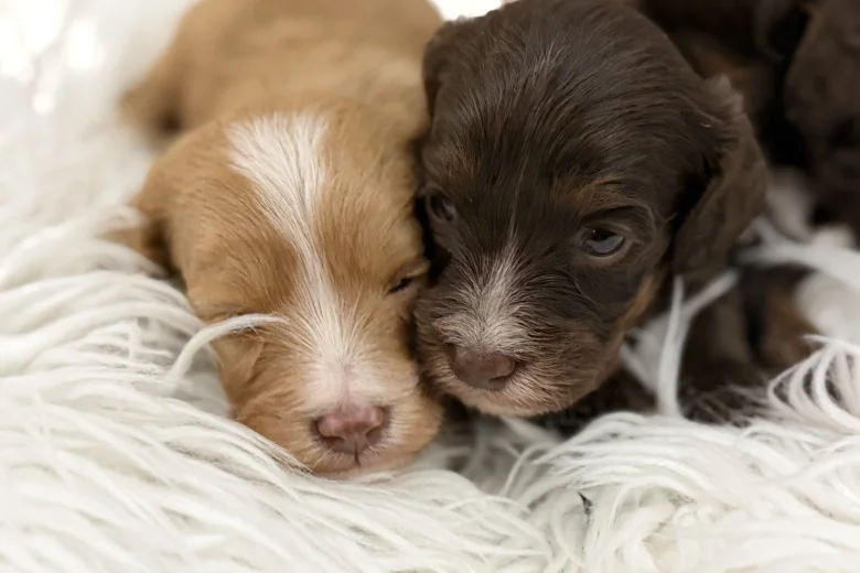 Cavapoo