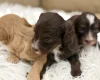 Cavapoo