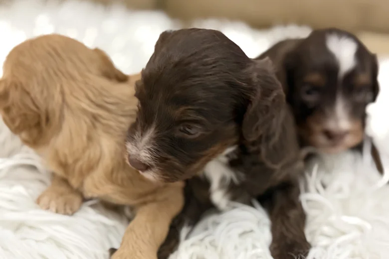 Cavapoo