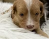 Cavapoo