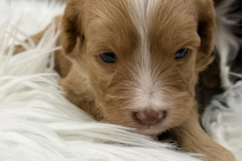 Cavapoo