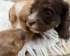 Cavapoo