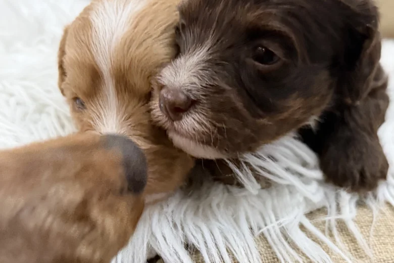 Cavapoo