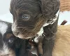 Cavapoo