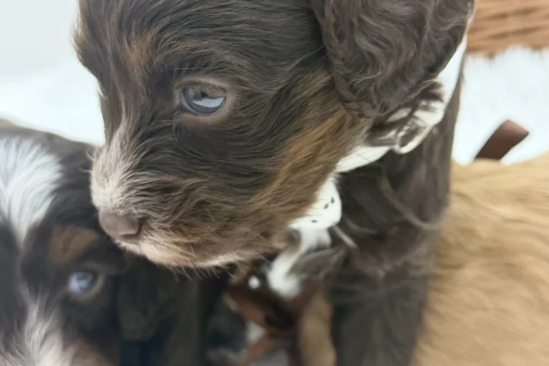 Cavapoo