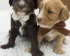 Cavapoo