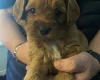 Cavapoo