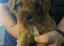 Puppy 1