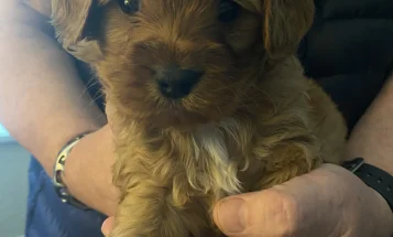 Cavapoo