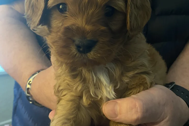 Cavapoo