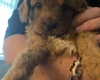 Cavapoo