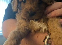Puppy 2
