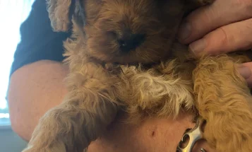 Cavapoo