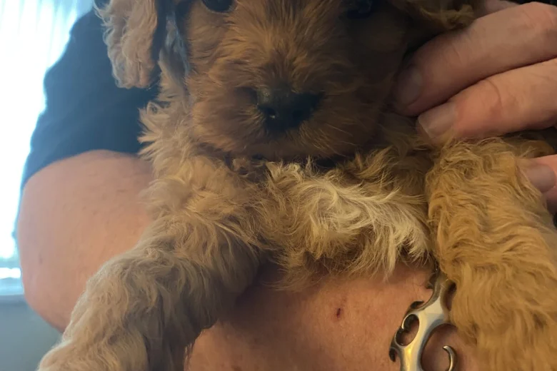 Cavapoo
