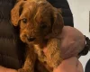 Cavapoo
