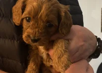 Puppy 3