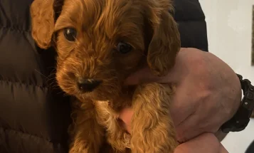 Cavapoo
