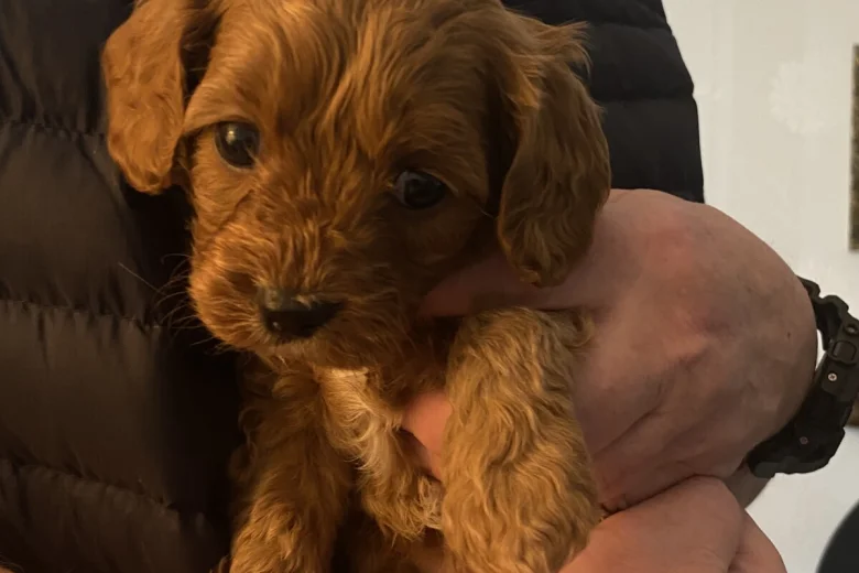 Cavapoo
