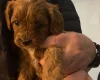 Cavapoo
