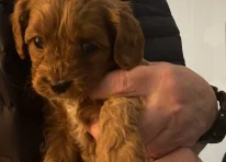 Puppy 4