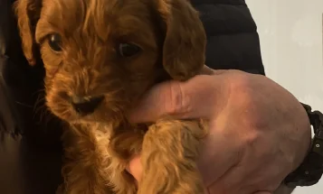 Cavapoo